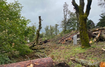 Dans les parcs et jardins communaux la quasi-totalité des arbres ont été arrachés par des vents dépassant les 200 km/h